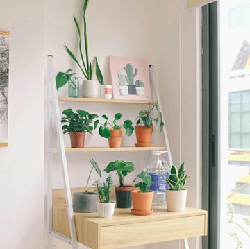 5 Tanaman Hias Minim Perawatan, Bisa Bikin Udara Rumah Bersih dan Segar