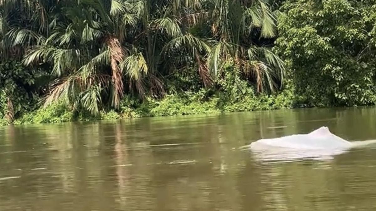 Viral Penampakan Lumba-lumba Putih di Asahan, Bikin Geger Warga