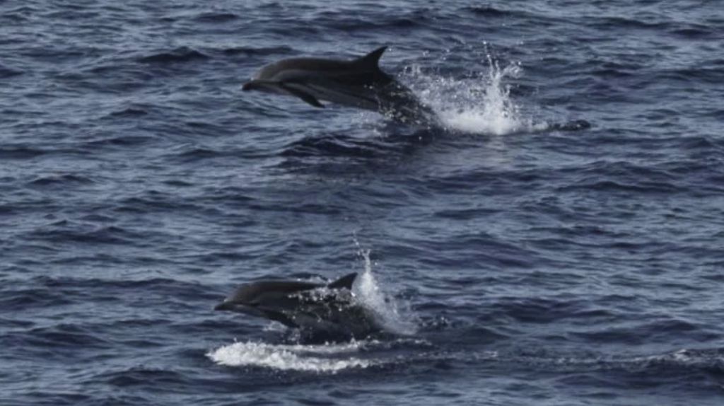 Riset: Habitat Paus dan Lumba-lumba di Sumatra di Luar Area Lindung