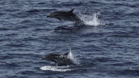 Riset: Habitat Paus dan Lumba-lumba di Sumatra di Luar Area Lindung