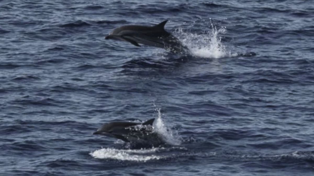 Riset: Habitat Paus dan Lumba-lumba di Sumatra di Luar Area Lindung