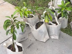 Bos Ternak Domba Asal Sragen Viral, Beri Souvenir Bibit Pohon Saat Nikah!