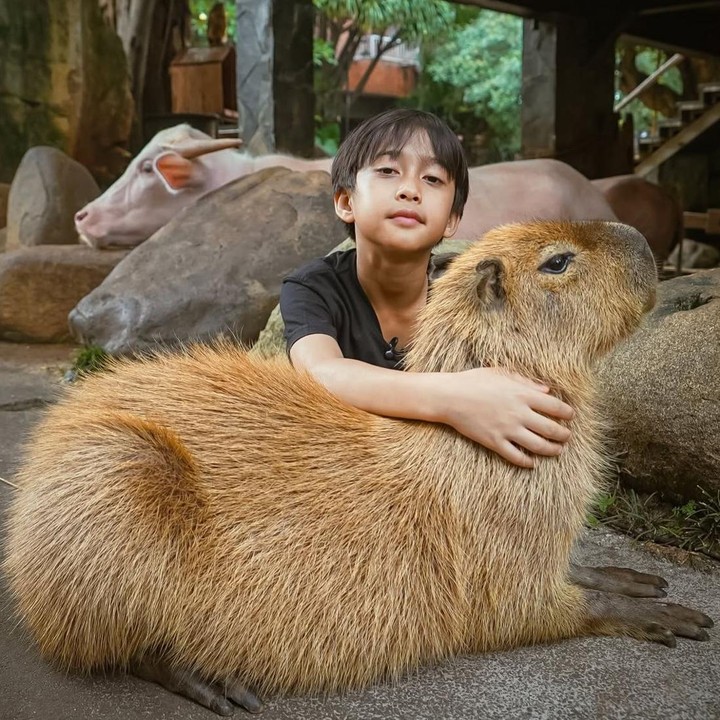 <p>Tak hanya memiliki paras yang tampan, anak keturunan Sunda ini juga dikenal penyayang terhadap hewan peliharaannya. Ya, Irfan Hakim memang memelihara banyak hewan di rumahnya, Bunda. Salah satunya terlihat dalam foto yang satu ini saat Djalu berpose bersama capibara. (Foto: Instagram @iqblmaulana22)</p>