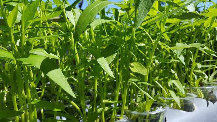 Water spinach plants with hydroponic systems&period; Simple cost-effective method with the best results