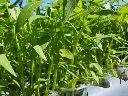 Panduan Cara Menanam Kangkung di Rumah untuk Pemula & Lahan Sempit