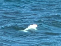 Paus Putih Langka Tertangkap Kamera di Lepas Pantai, Ilmuwan Cari Tahu Penyebabnya