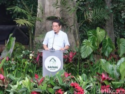 Taman Safari Indonesia Kirim Orangutan ke Jepang, Namanya Jenifer