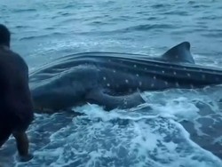 Hiu Paus dari Teluk Saleh Mati Terdampar di Pantai Tambora Bima
