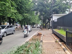 Tebang Pohon di Jalan Jaksel Berujung ASN Terancam Hukuman