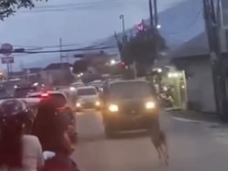 Viral Rusa Berlarian di Jalan Raya Gegerkan Warga Kota Bogor