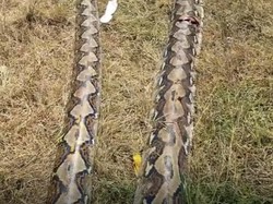 Ular Piton 7 Meter Mangsa Babi Hutan di Muna, Langsung Ditebas Warga