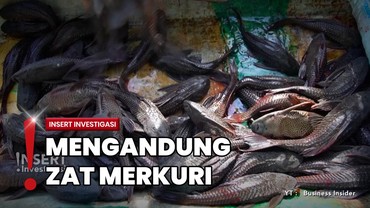 Berburu Ikan Sapu-sapu di Kali Ciliwung yang Dianggap Hama Sungai