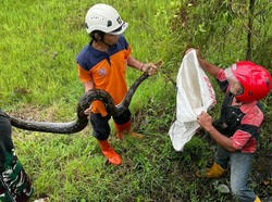 Cek Talud Sungai Ambrol, Tim BPBD Klaten Ketemu Piton 3 Meter