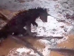 Bukan Diburu, Binturong Mati di Banten karena Warga Kira Hewan Jadi-jadian