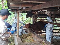 69 Sapi di Blitar Terjangkit Penyakit Mulut dan Kuku