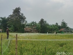120 Hektare Sawah di Cianjur Gagal Panen Diserang Koloni Burung Pipit
