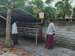 Pemkab Lombok Tengah Mulai Salurkan Ayam Petelur untuk Tangani Stunting