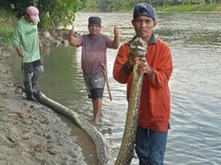 Ular Piton 6 Meter Dibunuh Usai Hendak Mangsa Sapi di Pinggir Sungai Polman