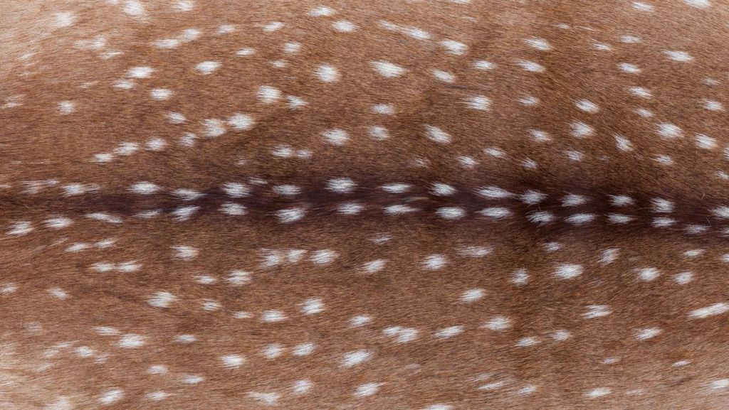 Bambi Print, Tren Motif Baru yang Terinspirasi dari Bulu Rusa