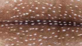 Bambi Print, Tren Motif Baru yang Terinspirasi dari Bulu Rusa