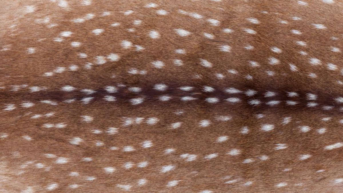 Bambi Print, Tren Motif Baru yang Terinspirasi dari Bulu Rusa