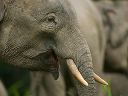 Melihat Gajah Terkecil di Dunia yang Ada di Kalimantan