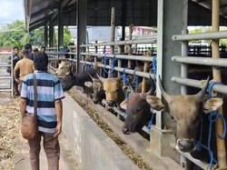 Ribuan Sapi Tertahan di Pelabuhan Tenau Kupang gegara Cuaca Ekstrem