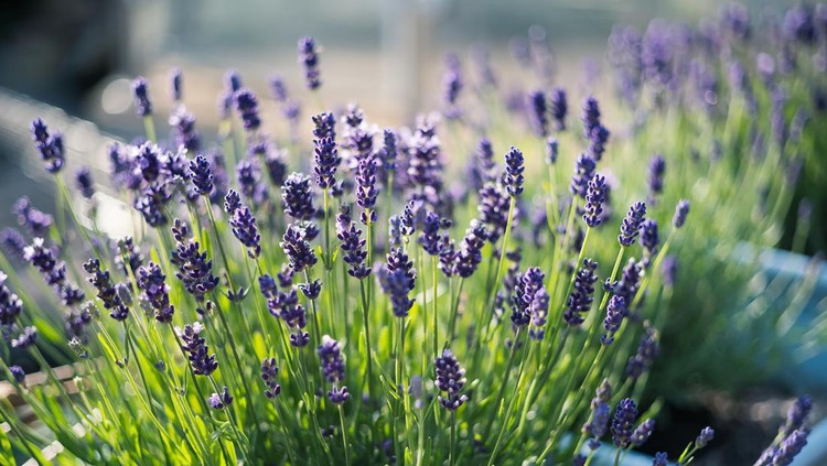 Beautiful shallow focus on lavender herb blooms in blue pots&period;