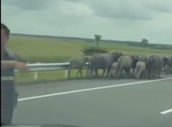 Hati-hati! Ada Kawanan Kerbau Masuk Tol Indralaya-Prabumulih