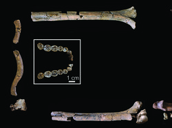 Ilmuwan Temukan Kerangka Homo habilis Paling Lengkap, Berusia 2 Juta Tahun