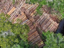 1.500 Batang Kayu Diduga Hasil Pembalakan Liar Ditemukan Lagi di Ketapang