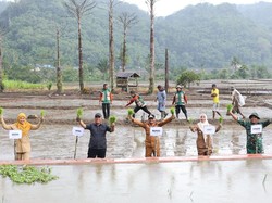 280 Hektare Sawah di Bontocani Bone Jadi Percontohan Padi Tanpa Pupuk Kimia