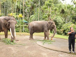 Tak Hentikan Gajah Tunggang, Mason Elephant Park Terancam Dilaporkan ke Kemenhut
