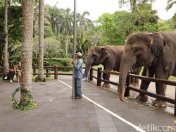 BKSDA Bali Ancam Laporkan Mason Elephant Park soal Gajah Tunggang