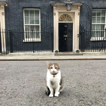 Tiba-Tiba Didekati Kucing? Ini Penjelasan Menurut Islam dan Ilmu Pengetahuan
