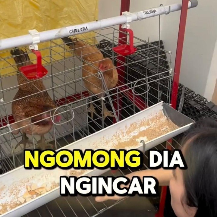 <p>Saat panen berikutnya, Tiffany mencoba mengambil telur dari ayam yang diberi nama Chelsea. Namun, ia akhirnya ragu-ragu dan meminta suaminya yang mengambil telur tersebut. "Ini harus di kasih makan. Dia ngincer tangan aku," katanya. (Foto: Instagram @jevierjustin)</p>