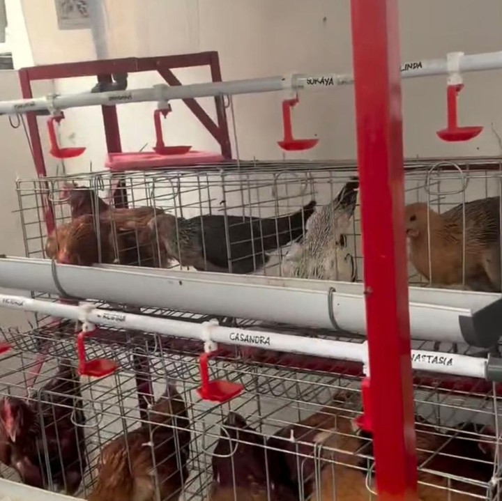 <p>Setelah memanen telur dari hasil ternaknya, Jevier dan Tiffany kemudian memberikan vitamin kepada ayam-ayamnya, Bunda. "Panen telur ayam kampung dan kasih vitamin ke Samantha," tulis Jevier melalui unggahannya di Instagram. (Foto: Instagram @jevierjustin)</p>