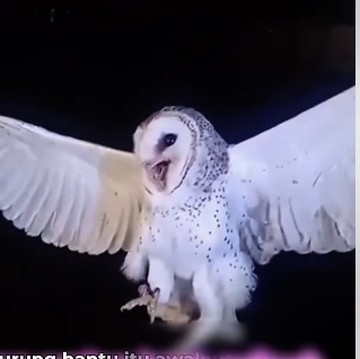 Mengenal Burung Hantu Manguni yang Lagi Viral di Medsos Usai Insiden Penembakan