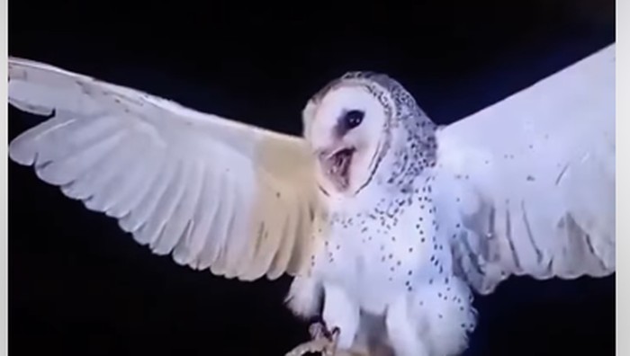 Mengenal Burung Hantu Manguni yang Lagi Viral di Medsos Usai Insiden Penembakan