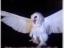 Ulah Warga di Belu Tembak Mati Burung Hantu dengan Alasan Ganggu Tidur