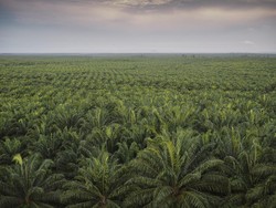 Anak Usaha Astra Agro Bayar Denda Rp 571 M ke Satgas PKH