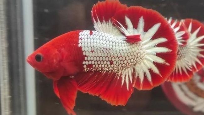 Mengenal Ikan Cupang FCCP, Jenis Langka yang Jadi Incaran Kolektor