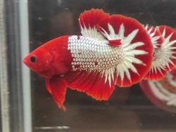 Mengenal Ikan Cupang FCCP, Jenis Langka yang Jadi Incaran Kolektor