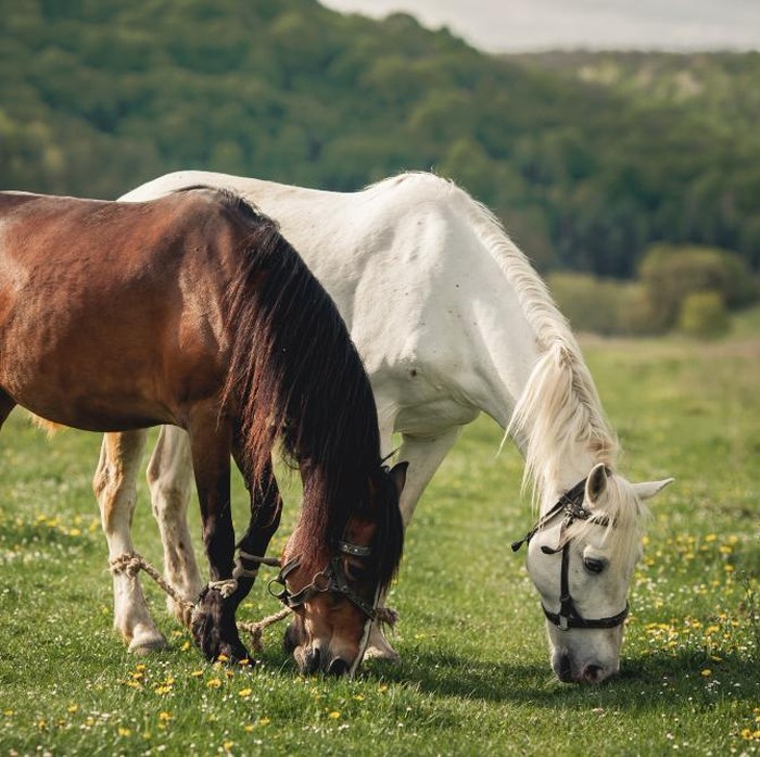 Jika dua kuda adalah gambar pertama yang dilihat, maka kamu kemungkinan tengah dalam perjalanan mencari cinta sejati.
