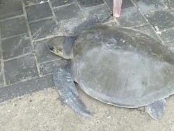 Penyu Lekang Berbobot 30 Kg Terdampar di Pantai Kuta Bersama Sampah Kiriman