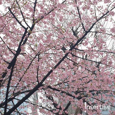 Ini Waktu Terbaik Nikmati Bunga Sakura di Jepang, Catat Tanggalnya