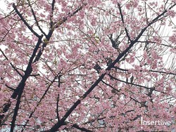 Ini Waktu Terbaik Nikmati Bunga Sakura di Jepang, Catat Tanggalnya