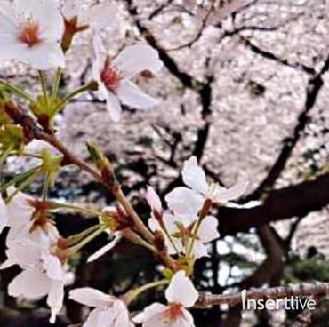 Perilaku Turis Makin Buruk, Festival Bunga Sakura Jepang di Fuji Batal Digelar