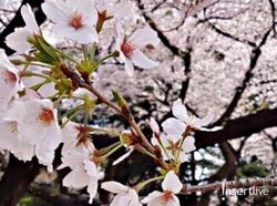 Perilaku Turis Makin Buruk, Festival Bunga Sakura Jepang di Fuji Batal Digelar