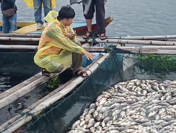 Fenomena Ikan Mati Massal di Waduk Jatiluhur, Petani Merugi Ratusan Juta